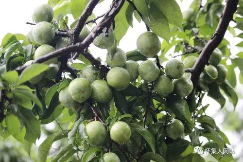 蜜李图片,探寻果实中的甜蜜奥秘